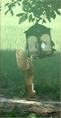 Get out of my feeder, Tammy!